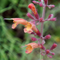 Agastache aurantiaca