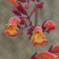 Agastache aurantiaca