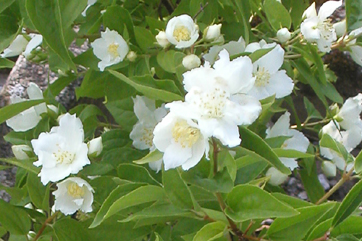 Falscher Jasmin, Busch