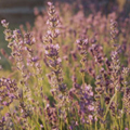 Lavendel im Abendlicht