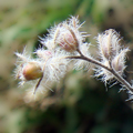 Phacelia-Samenkapsel