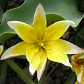 Tulipa tarda