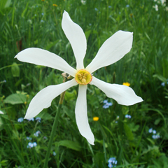 Narcissus radiiflorus