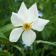 Narcissus poeticus 