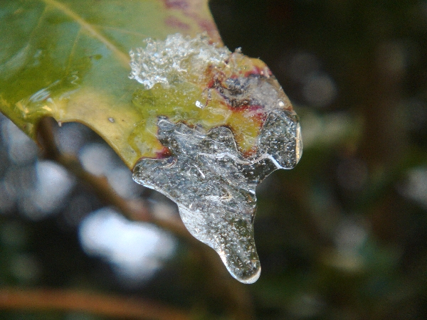 Eis auf Blatt