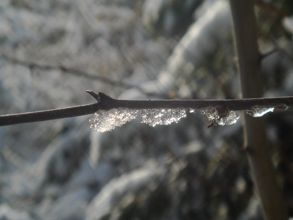 Schnee auf Ast