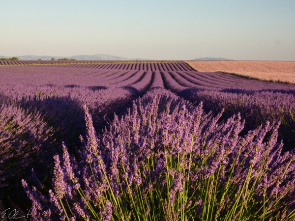 Plateau de Valensol