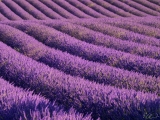 Plateau de Valensole