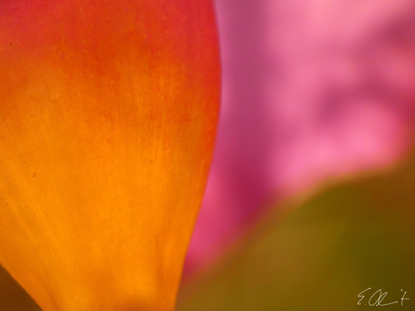 Mandevilla