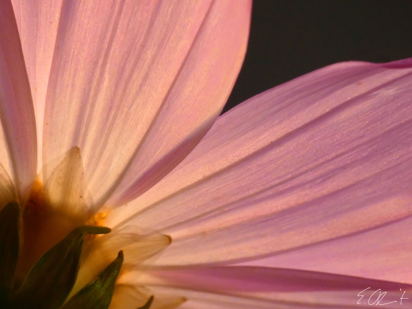 Cosmea