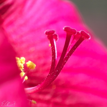 Hibiskus