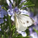 kleiner Kohlweissling