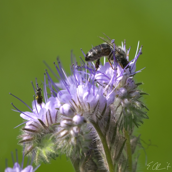 Wildbienen