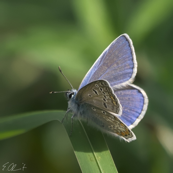 Hauhechel Bluling