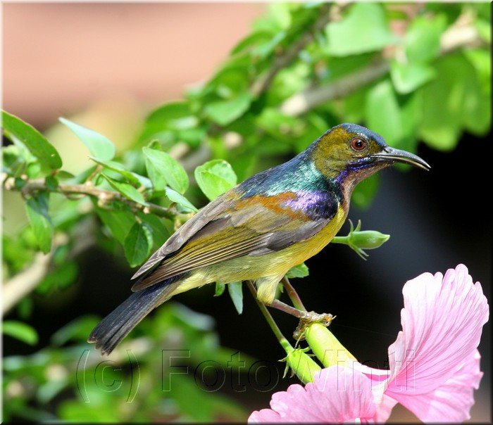 Anthreptes malacensis.JPG