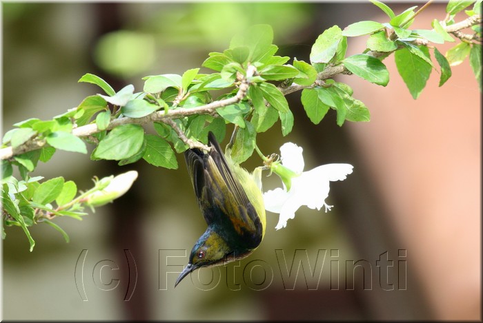 Anthreptes malacensis2.JPG