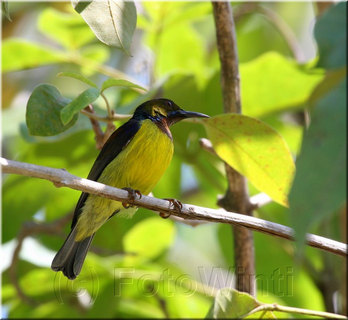 Anthreptes malacensis3.JPG