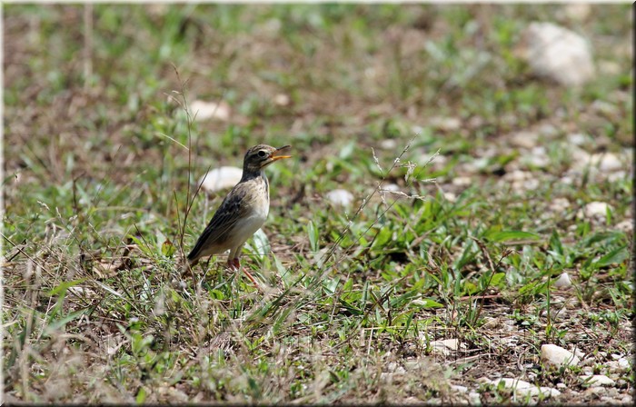 Anthus novaeseelandiae 1.JPG