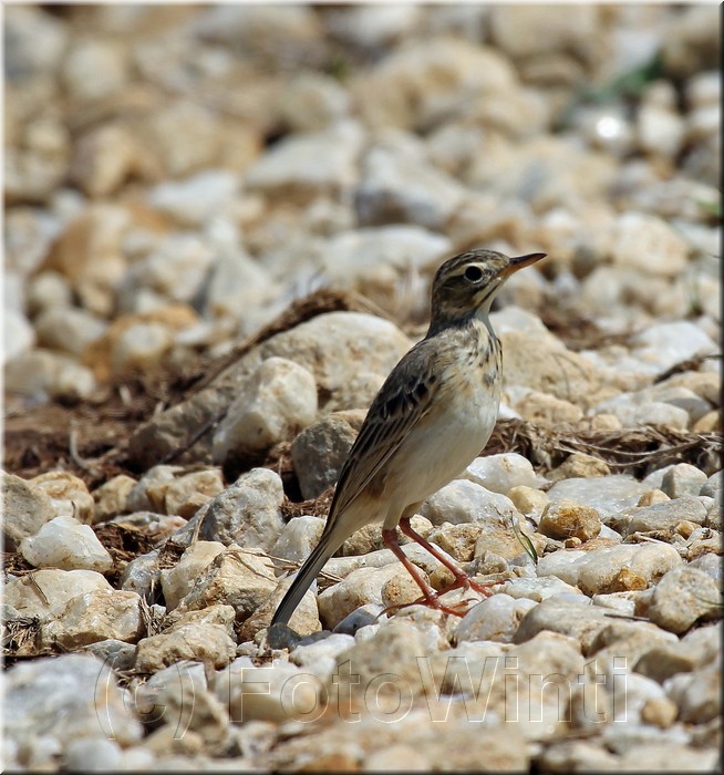 Anthus novaeseelandiae 2.JPG