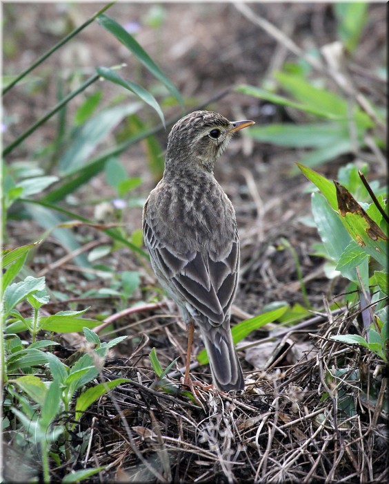 Anthus novaeseelandiae 3.JPG