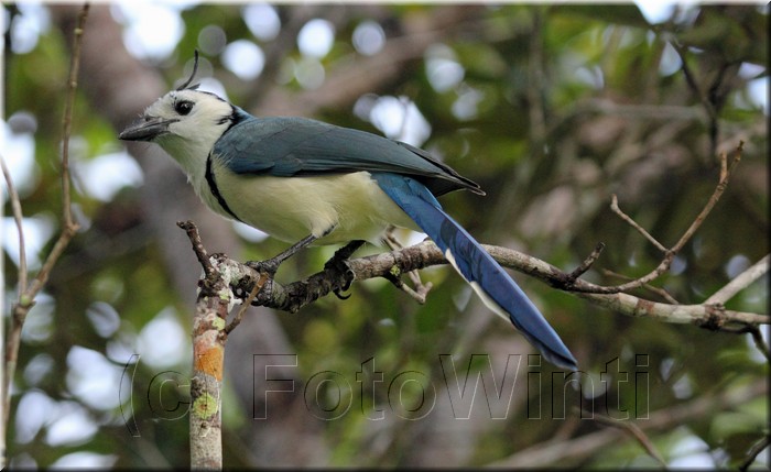 Calocitta formosa 1.JPG