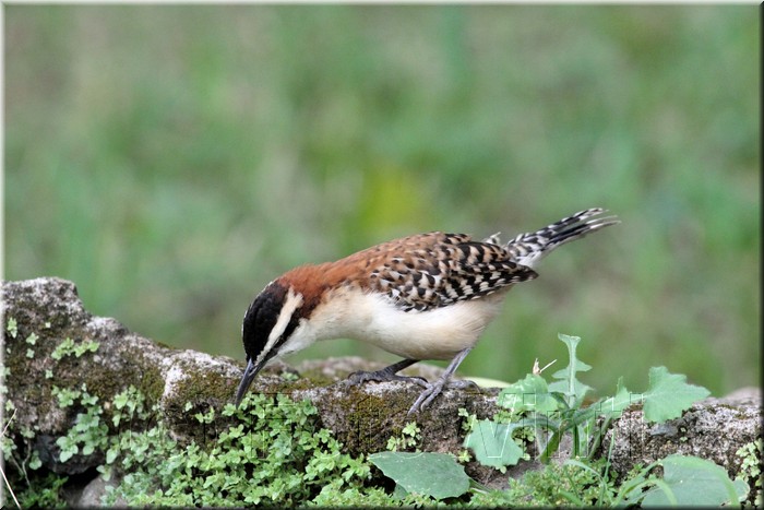Campylorhynchus rufinucha 2.JPG