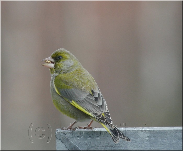 Carduelis chloris.JPG