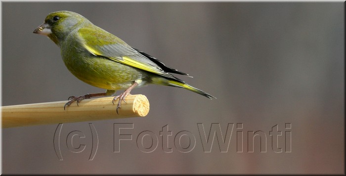 Carduelis chloris2.JPG