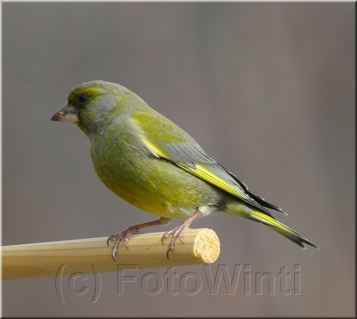 Carduelis chloris3.JPG