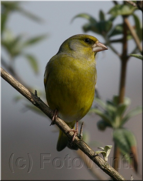 Carduelis chloris4.JPG