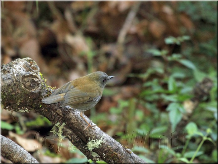 Catharus gracilirostris 1.JPG