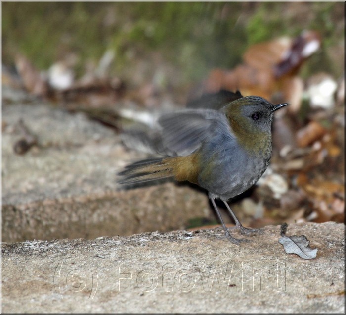 Catharus gracilirostris 2.JPG