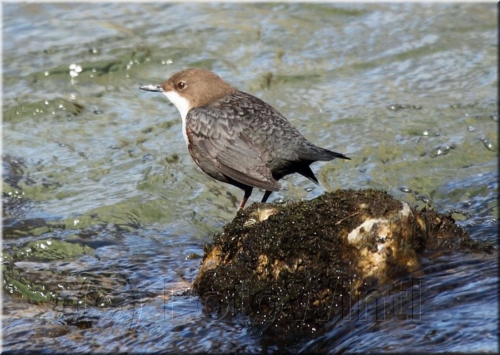 Cinclus cinclus.jpg