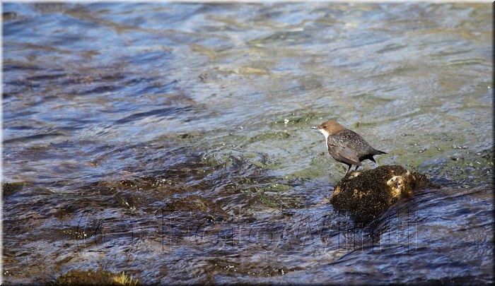 Cinclus cinclus3.JPG