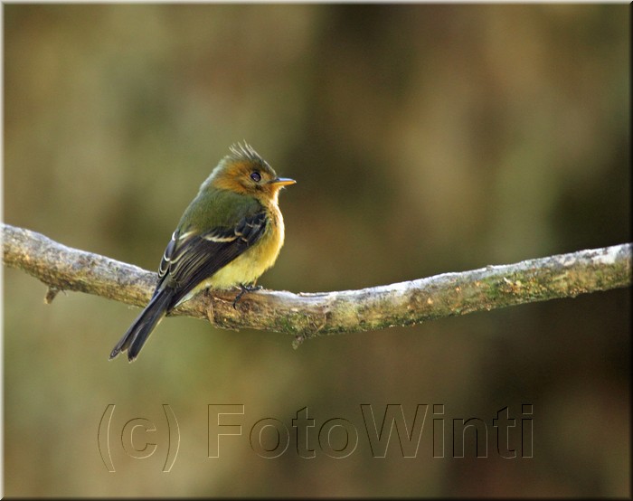 Contopus ochraceus 1.JPG