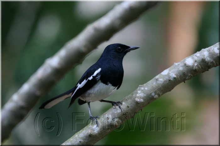 Copsychus saularis.JPG