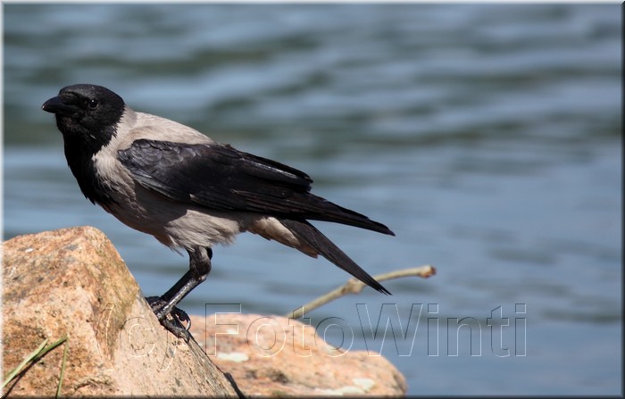 Corvus monedula.JPG