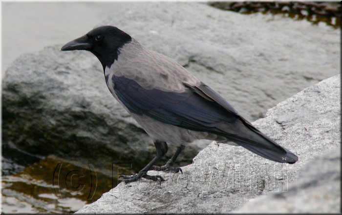 Corvus monedula2.JPG