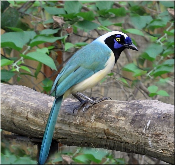 Cyanocorax yncas.jpg