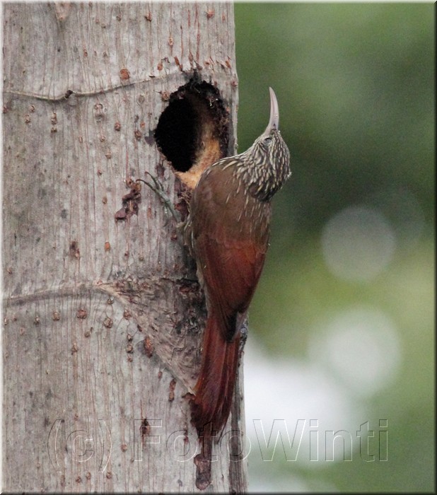 Dendrocolaptes picumnus.jpg