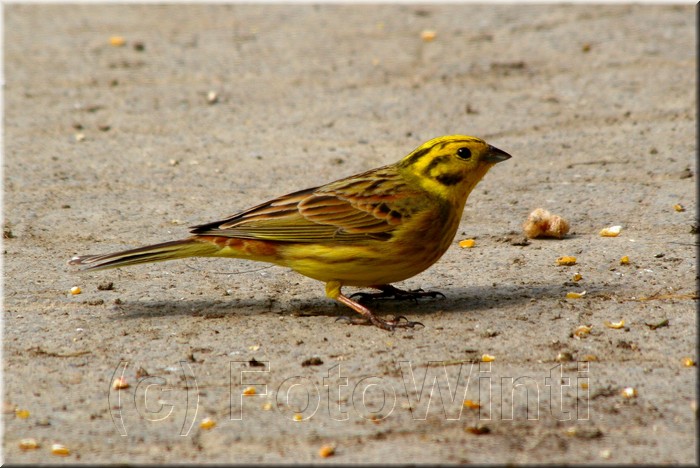Emberiza citrinella.JPG