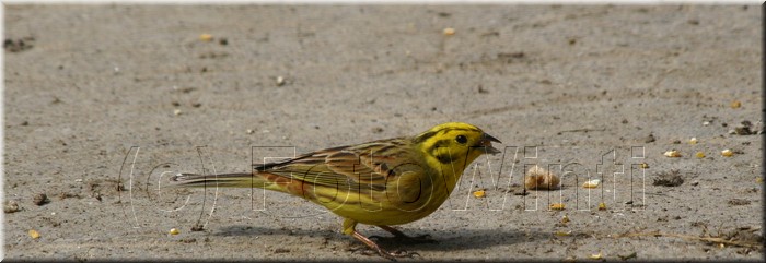 Emberiza citrinella2.JPG