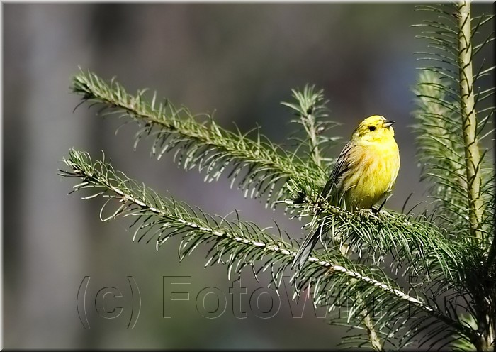 Emberiza citrinella3.JPG