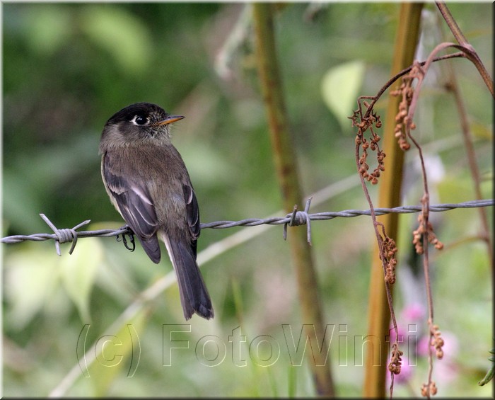 Empidonax atriceps 1.JPG