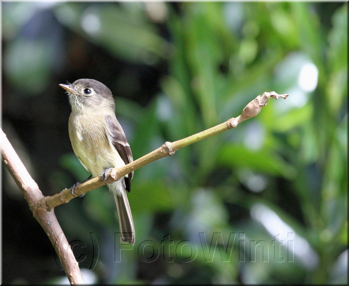 Empidonax atriceps 2.JPG