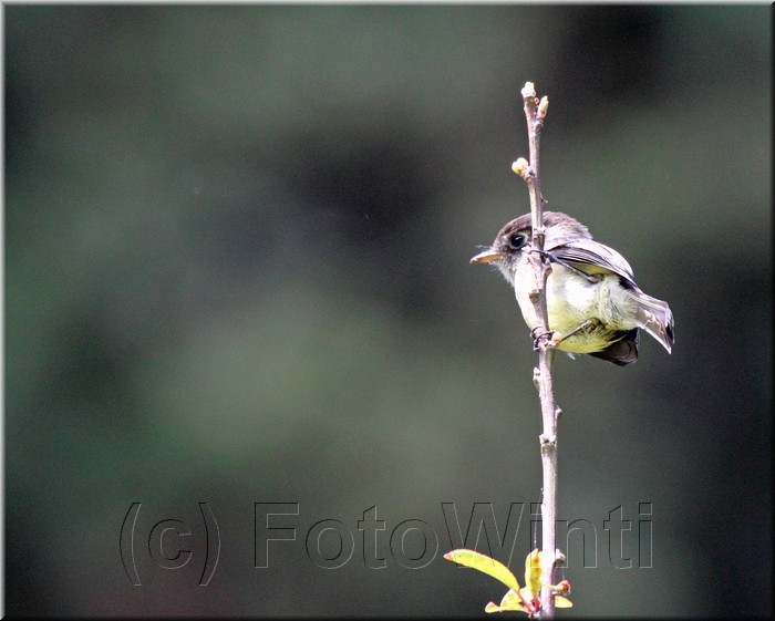 Empidonax atriceps 3.JPG
