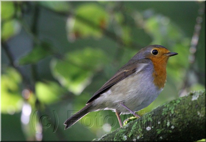 Erithacus rubecula2.JPG