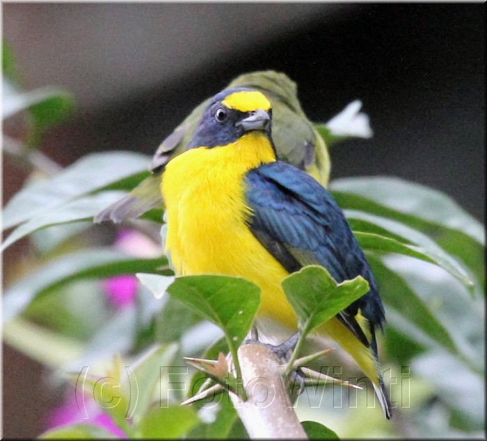 Euphonia hirundinacea 3.jpg