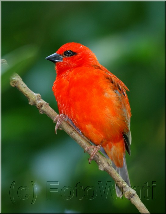 Foudia madagascariensis.JPG