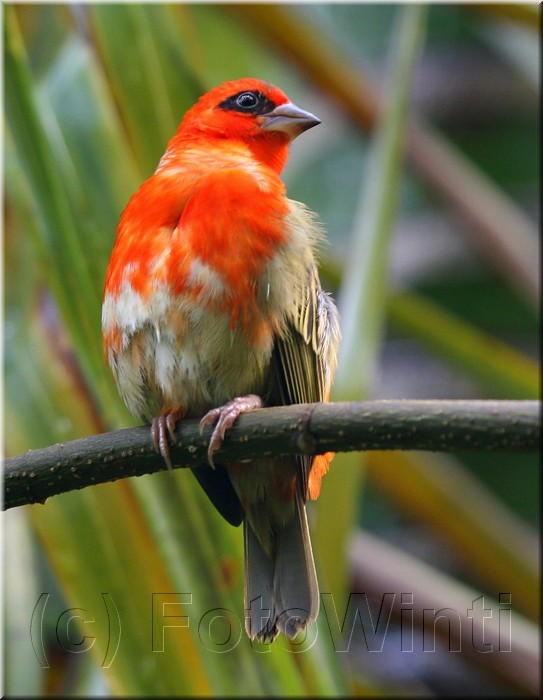 Foudia madagascariensis2.JPG